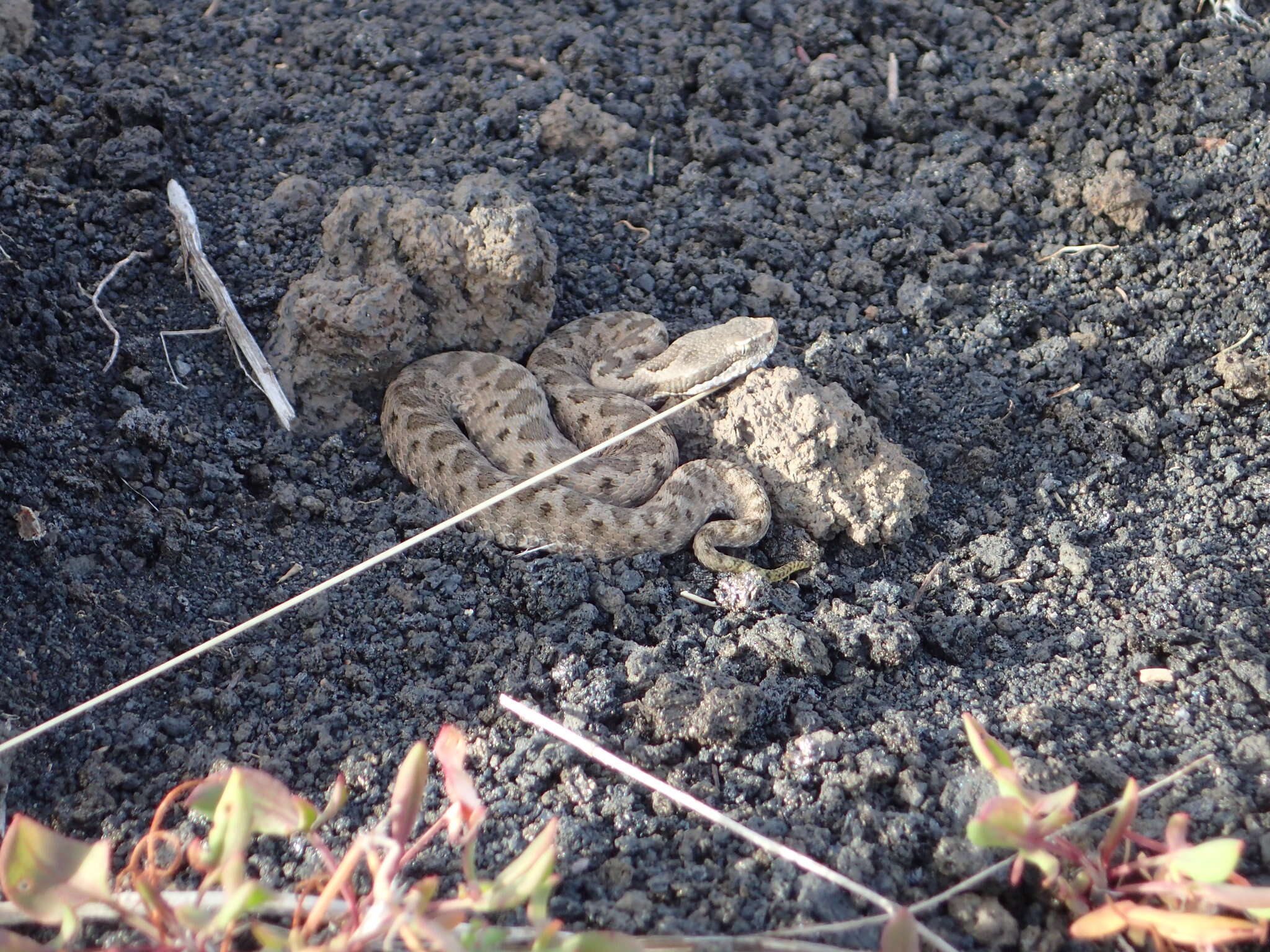 صورة Vipera aspis hugyi Schinz 1833