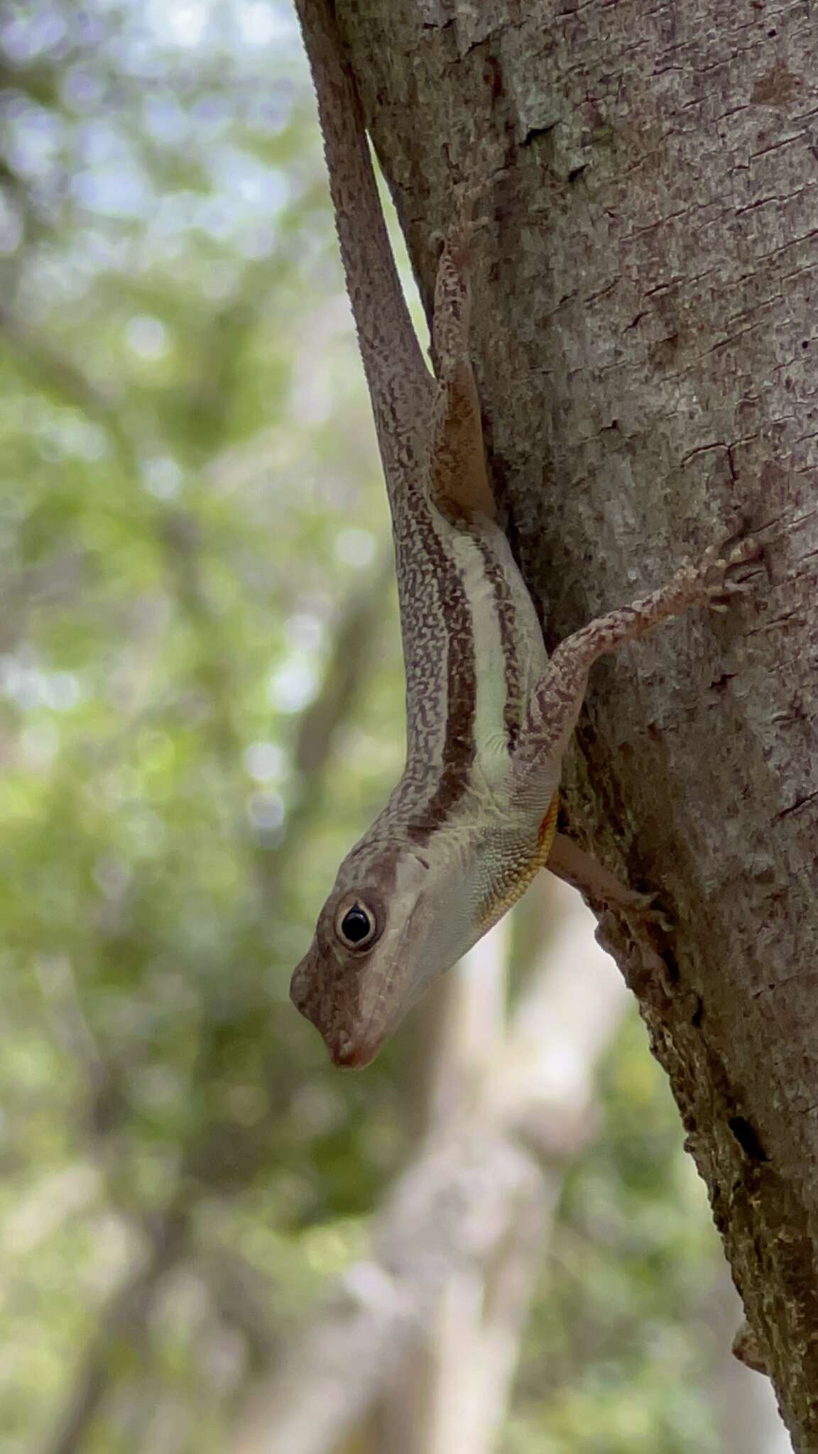 Image of Bluefields Anole