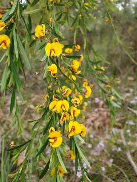 Bossiaea linophylla R. Br. resmi