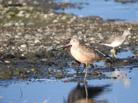 Image of Limosa fedoa beringiae Gibson & Kessel 1989