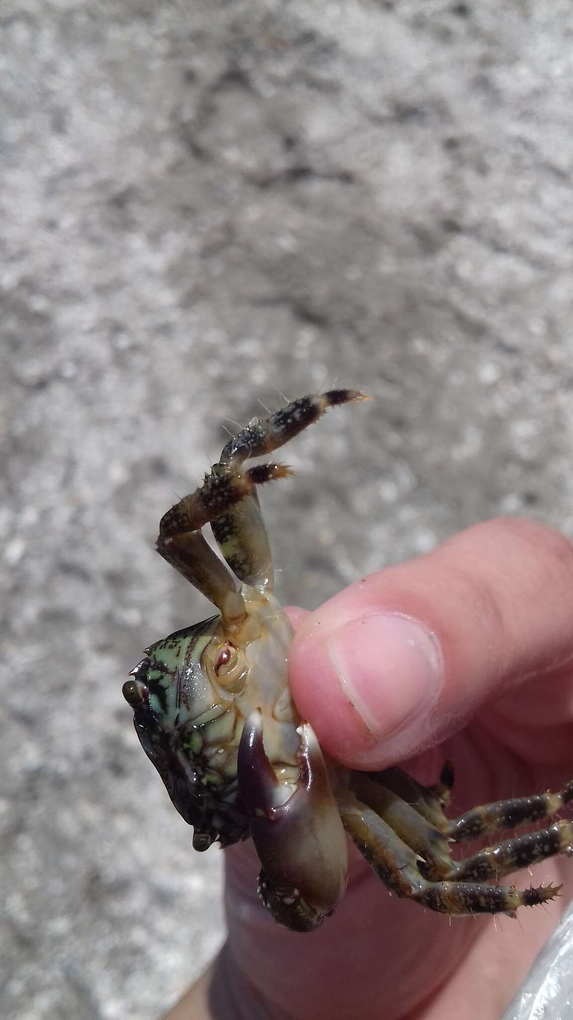 Image of marbled rock crab