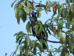 Image of umbrellabird