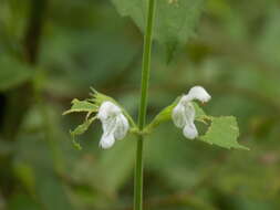 Image of Leucas decemdentata (Willd.) Sm.