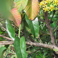 Image of Dendrophorbium americanum (L. fil.) C. Jeffrey