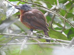 Image of Thamnophilus nigrocinereus cinereoniger Pelzeln 1868