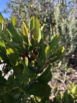 Plancia ëd Ilex opaca var. arenicola (Ashe) Ashe