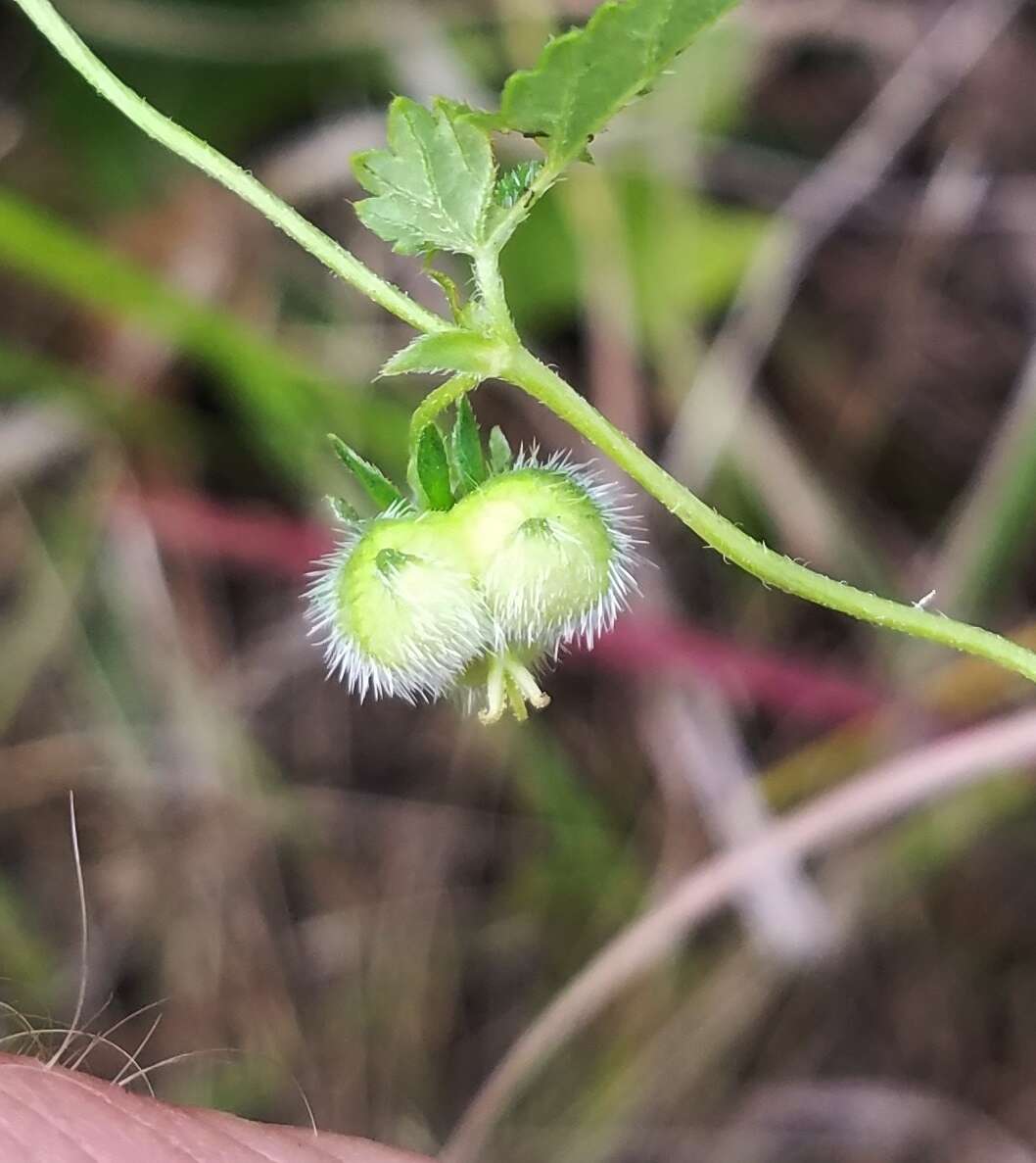 Image de Tragia betonicifolia Nutt.