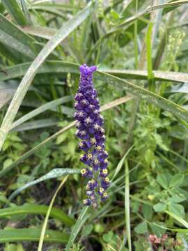 Plancia ëd Leopoldia cycladica (P. H. Davis & D. C. Stuart) Garbari