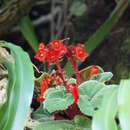 Image of Smithiantha cinnabarina (Linden) Kuntze