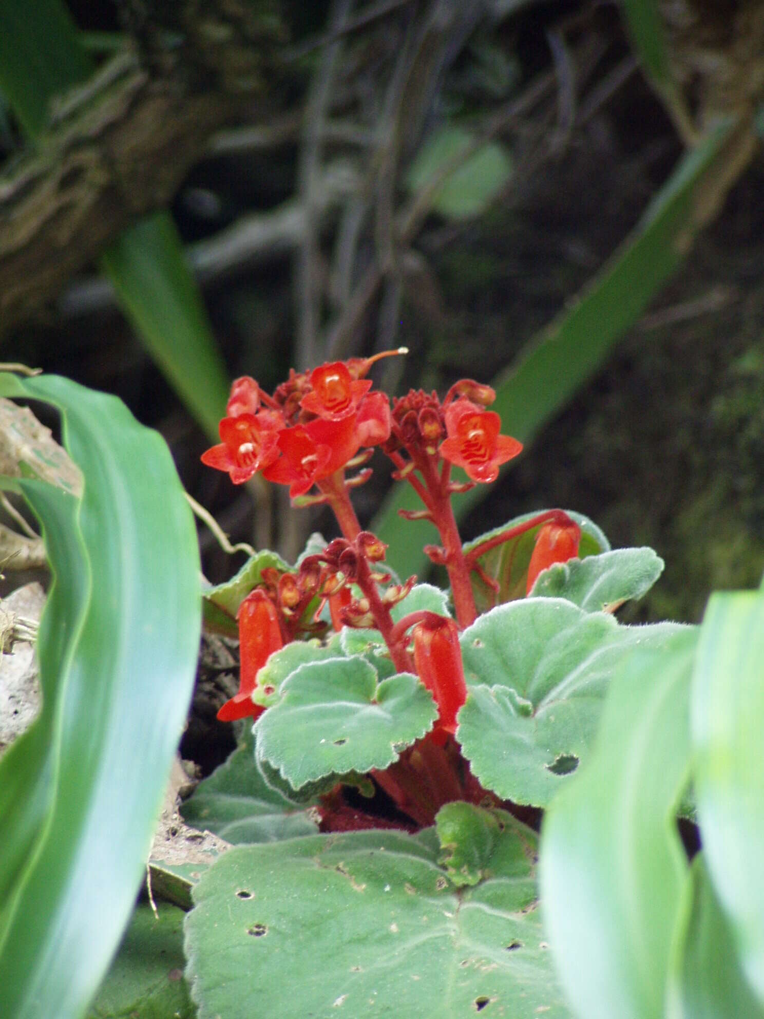 Image of Smithiantha cinnabarina (Linden) Kuntze