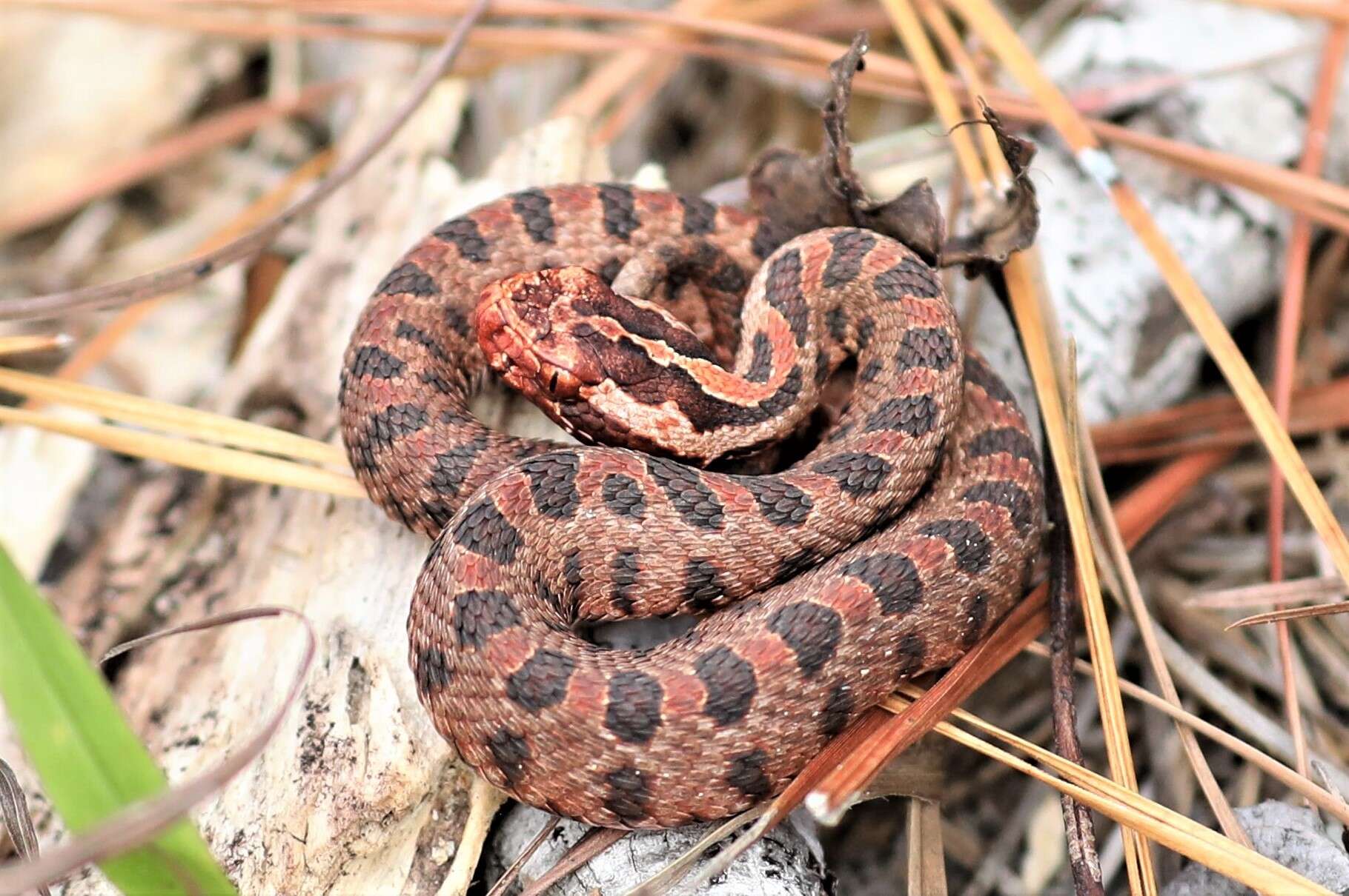 Image of Sistrurus miliarius miliarius (Linnaeus 1766)