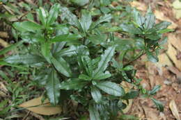 Image of Cordia americana (L.) Gottschling & J. S. Mill.