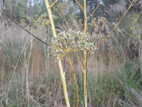 Image of Opopanax chironium (L.) Koch