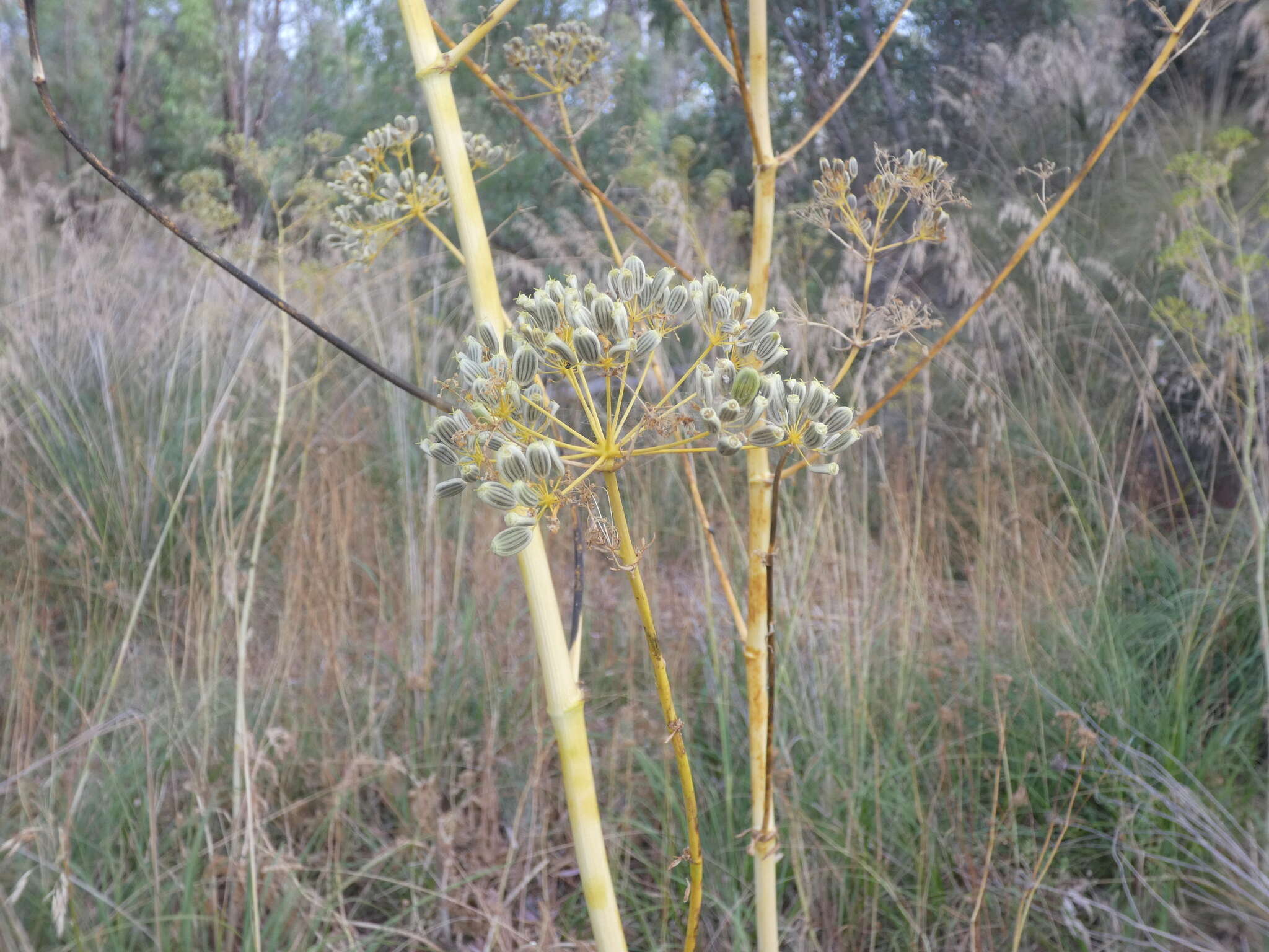 Слика од Opopanax chironium (L.) Koch