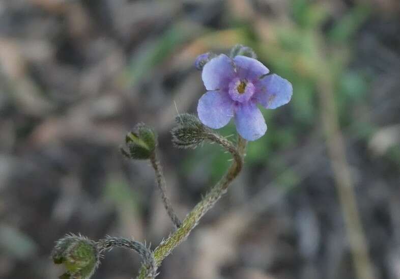 Cynoglossum australe R. Br.的圖片