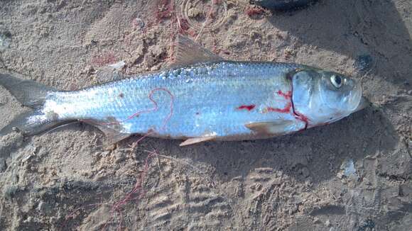 Image of Skipjack Herring