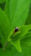 Image of Capraita thyamoides (Crotch 1873)