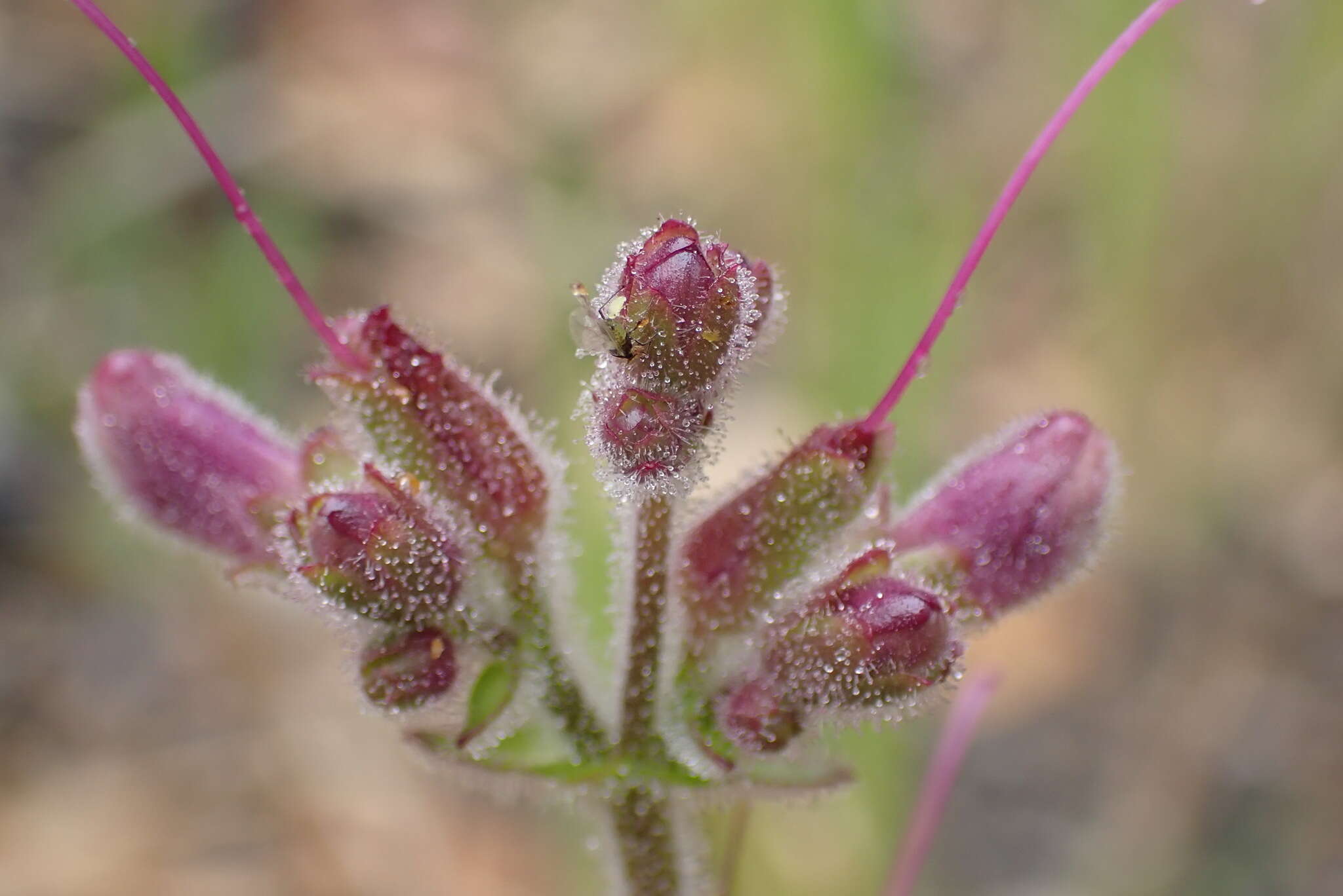 Image of Rattan's beardtongue