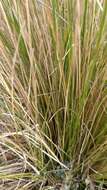 Image of silver tussock