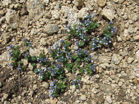 Imagem de Veronica telephiifolia Vahl