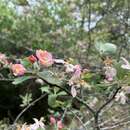 Image of Texas crab apple