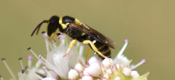 Image of Hylaeus pictus (Smith 1853)