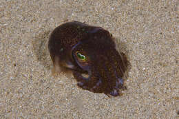 Image of Southern Bobtail Squid