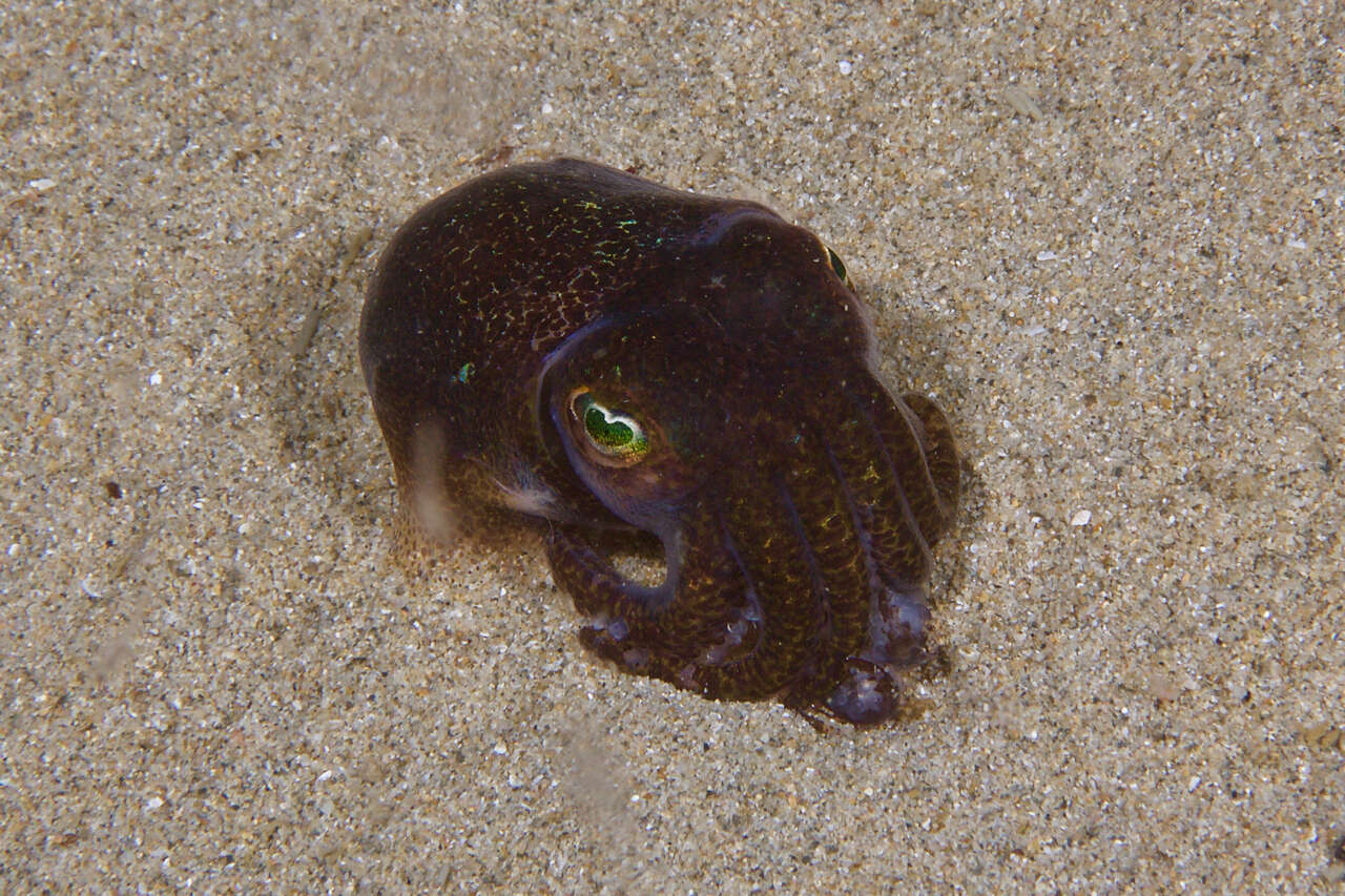 Image of Southern Bobtail Squid