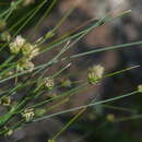 Plancia ëd Carex setifolia Kunze