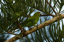 Image of Norfolk Parakeet