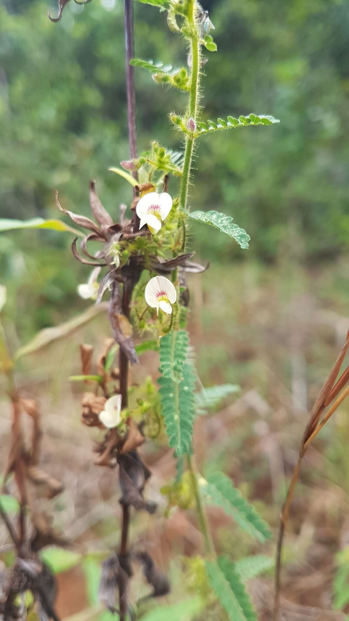 Aeschynomene histrix Poir. resmi