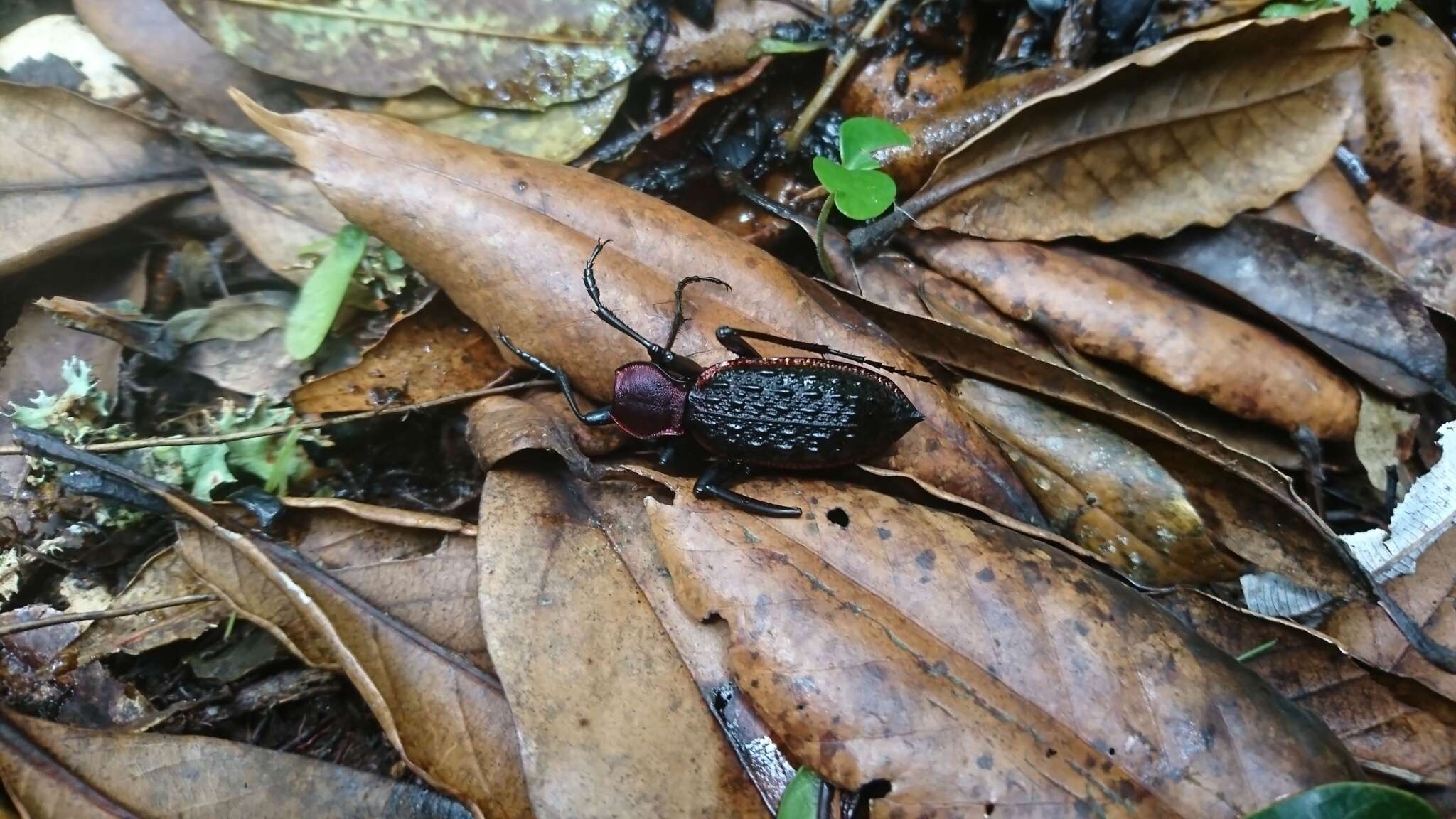 Image of Carabus (Coptolabrus) nankotaizanus Kano 1932