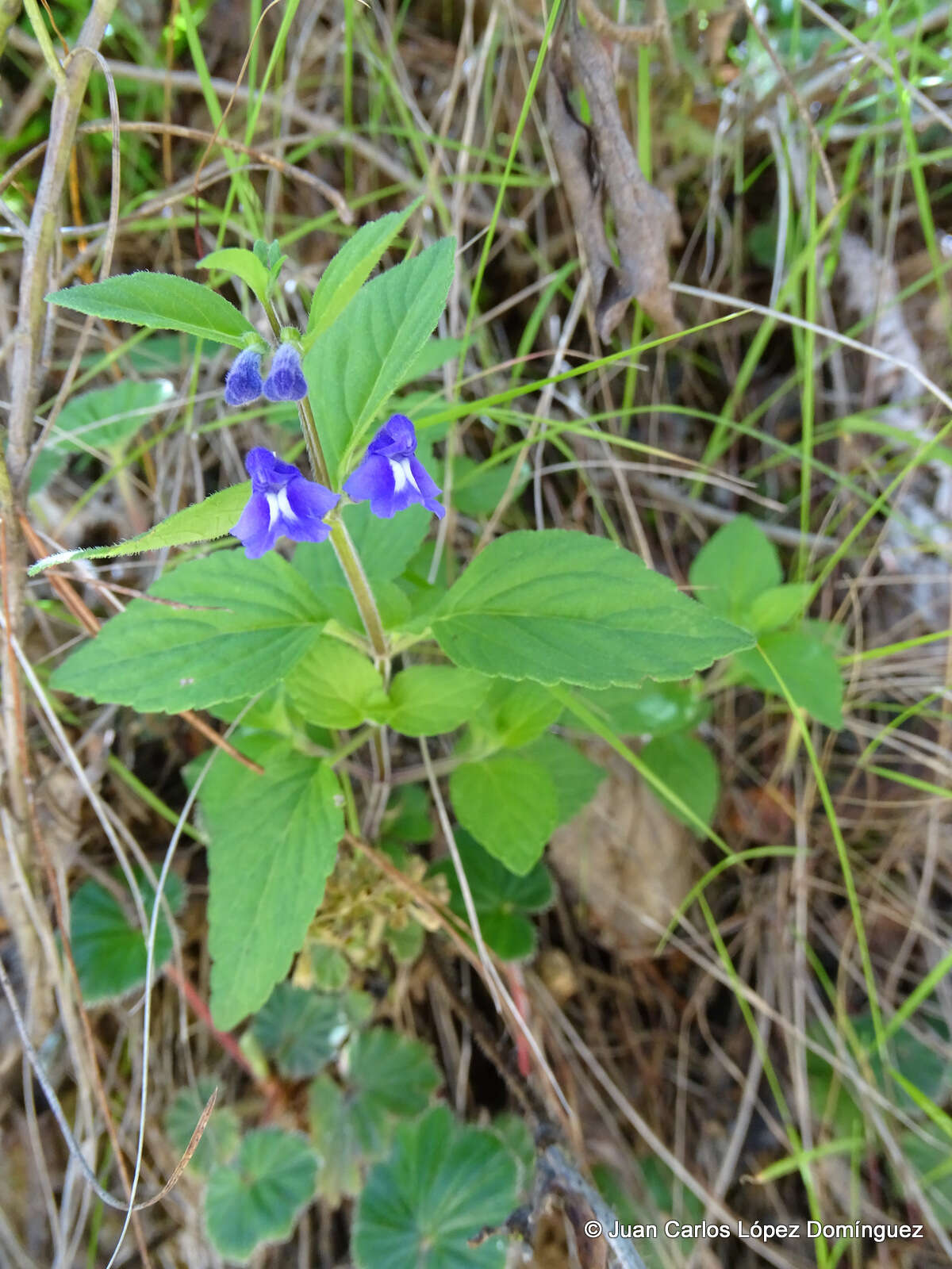 Sivun Scutellaria dumetorum Schltdl. kuva