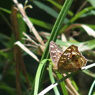 Imagem de Junonia lemonias aenaria Fruhstorfer 1912