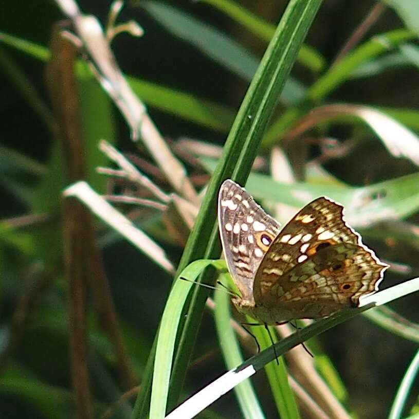 Imagem de Junonia lemonias aenaria Fruhstorfer 1912