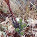 Gentianella crassulifolia var. hypericoides (Gilg) T. N. Ho的圖片