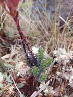 Image de Gentianella crassulifolia var. hypericoides (Gilg) T. N. Ho