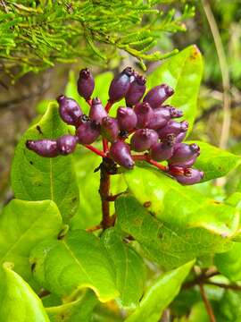 Image of Viburnum treleasei Gand.