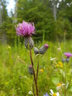 Imagem de Cirsium muticum Michx.