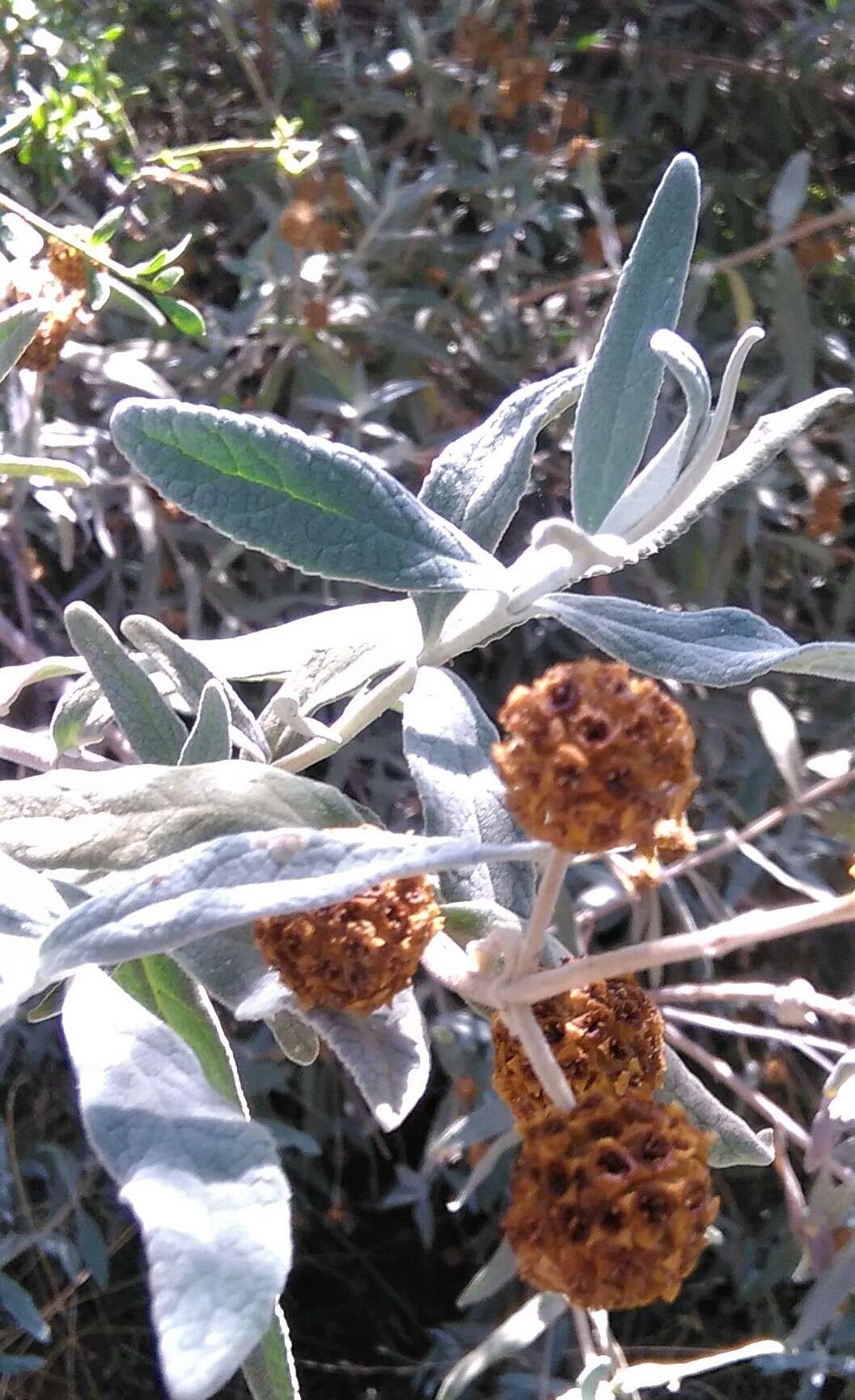 Sivun Buddleja araucana Phil. kuva