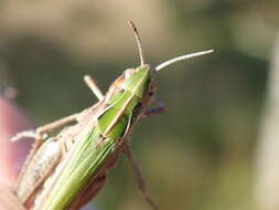 Image of Common green grasshopper