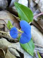 Imagem de Commelina cyanea R. Br.