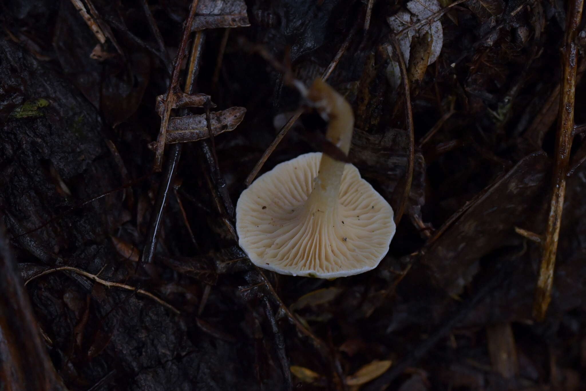 Sivun Hygrophorus involutus G. Stev. 1963 kuva