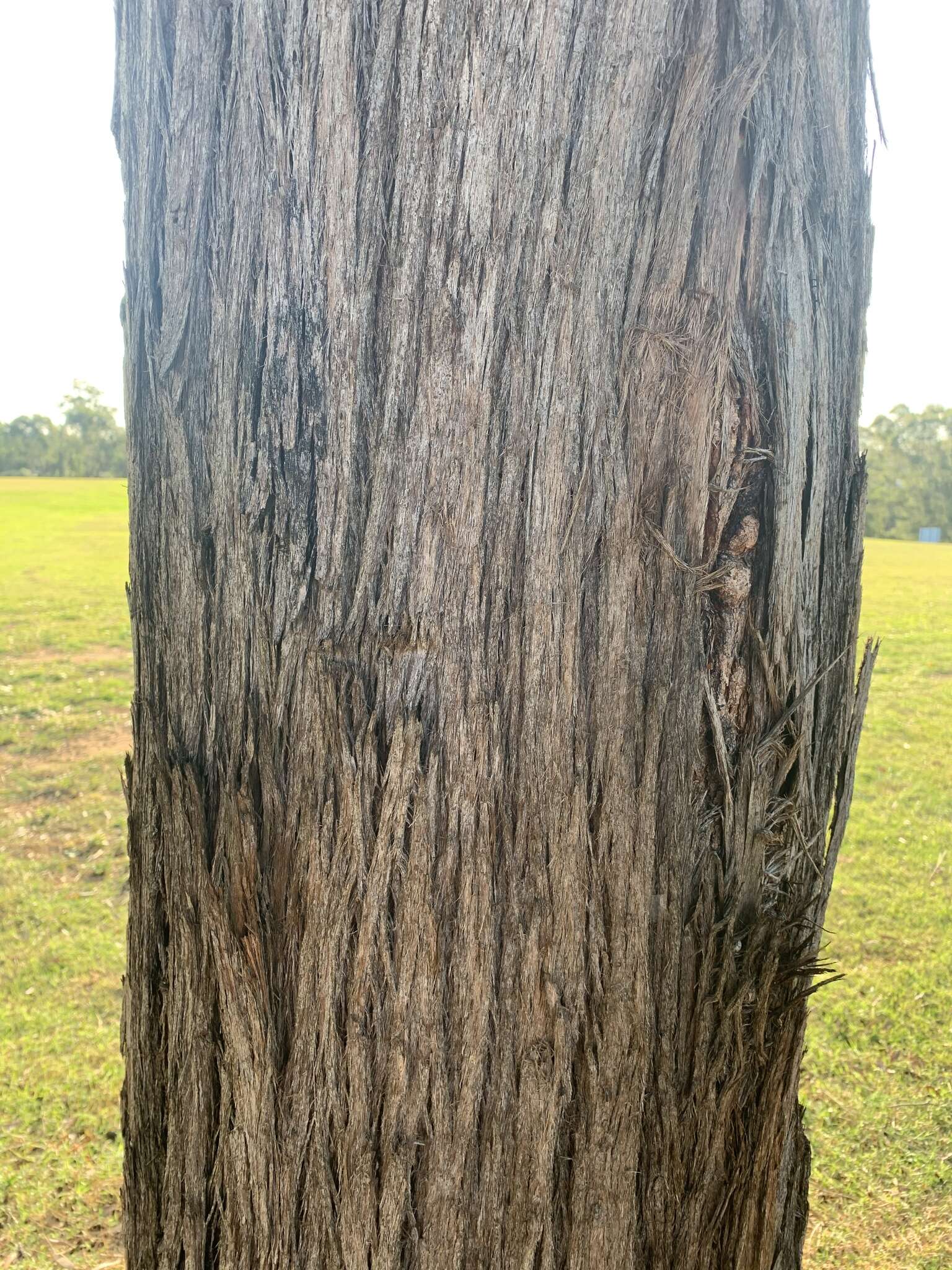 Image de Eucalyptus eugenioides Sieber ex Spreng.