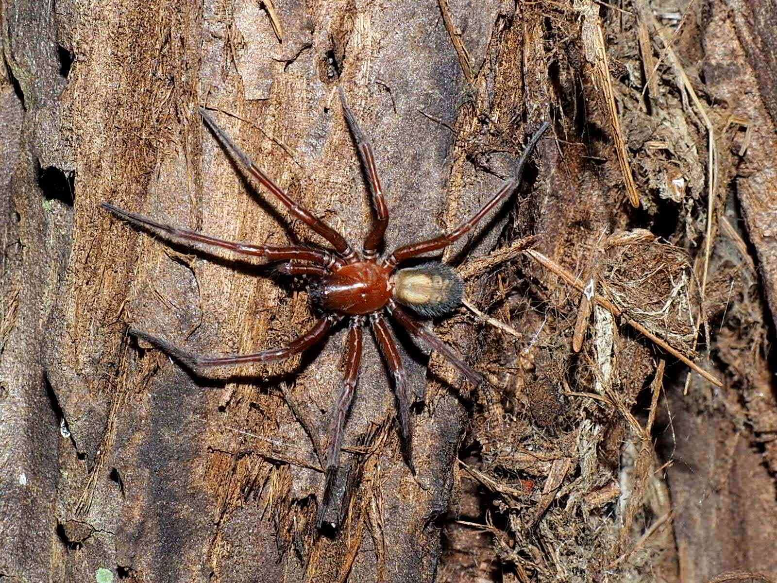 Image of Callobius olympus (Chamberlin & Ivie 1947)