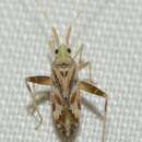 Image of Phytocoris flammula Reuter 1875