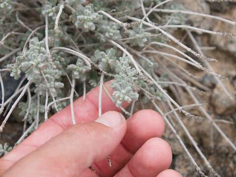 Image of Teucrium stocksianum Boiss.