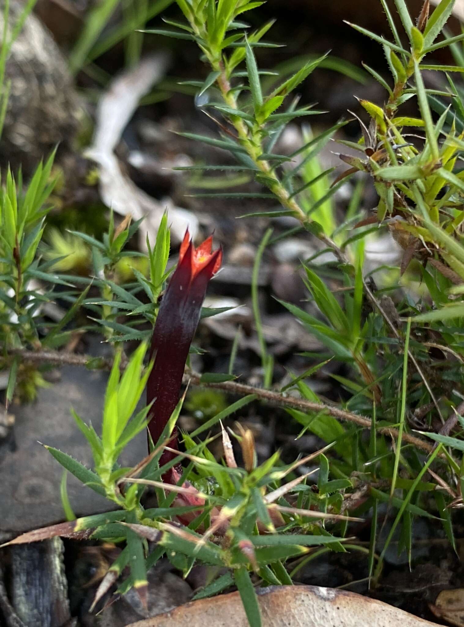 Слика од Astroloma ciliatum (Lindl.) Druce