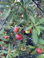 Sivun Diospyros lycioides subsp. guerkei (Kuntze) De Winter kuva