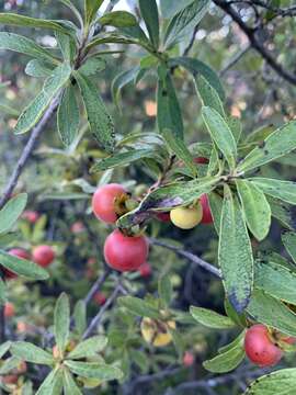 Sivun Diospyros lycioides subsp. guerkei (Kuntze) De Winter kuva